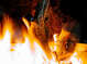 Les arbres de feu